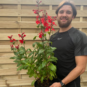 Lobelia Starship Deep Scarlet 9cm/3L -