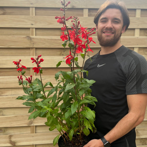 Lobelia Starship Deep Scarlet 9cm/3L -