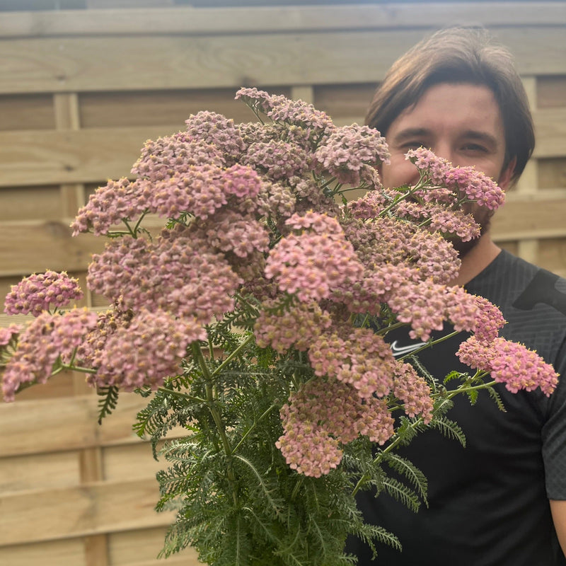 Achillea millefolium Peggy Sue 3L -