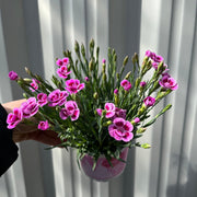 3 x Dianthus Pink Kisses 10cm -