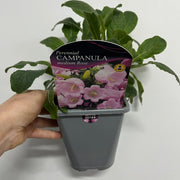 Campanula medium Rose - Canterbury bells 1L -