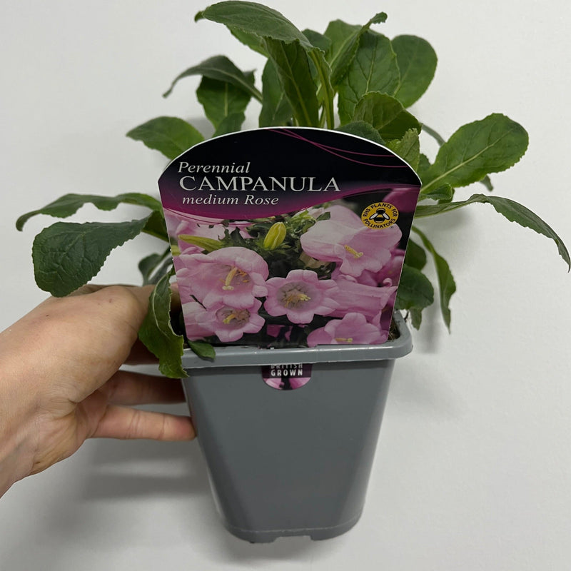 Campanula medium Rose - Canterbury bells 1L -
