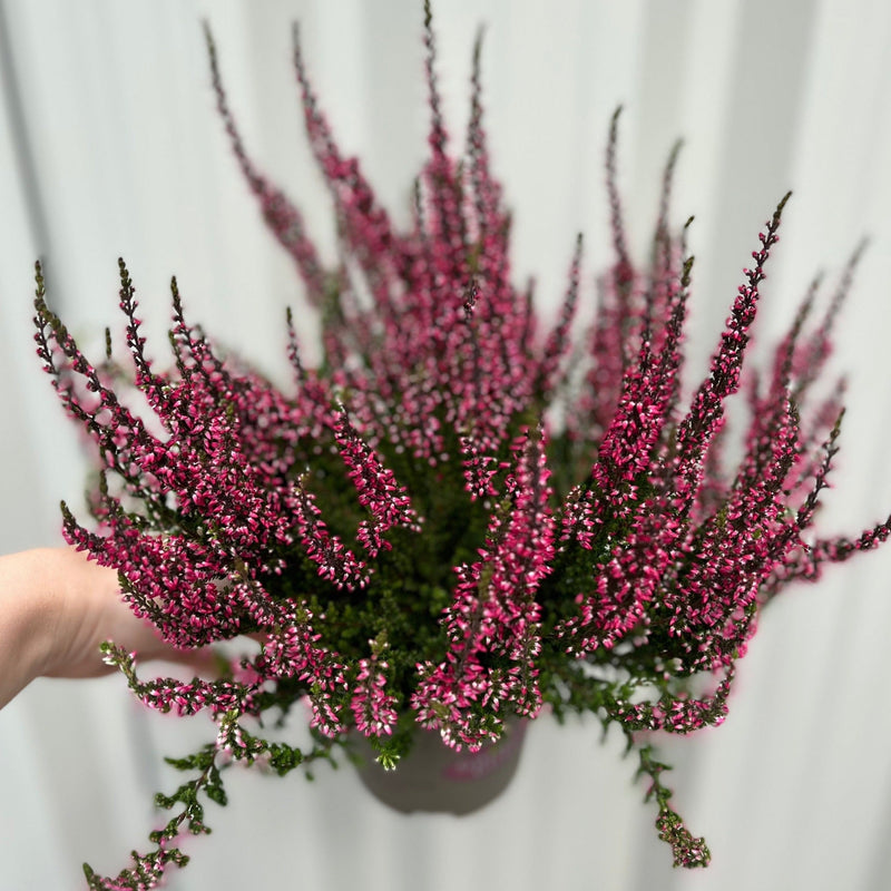3 x Pink Heather | Calluna vulgaris (9cm Growers Pot) -