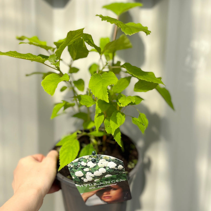 Hydrangea arborescens 'Annabelle' 9cm / 2L -