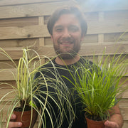 2 x Carex Grasses 8cm -