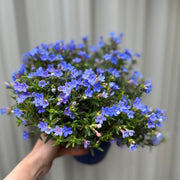 Lithodora 'Heavenly Blue' -