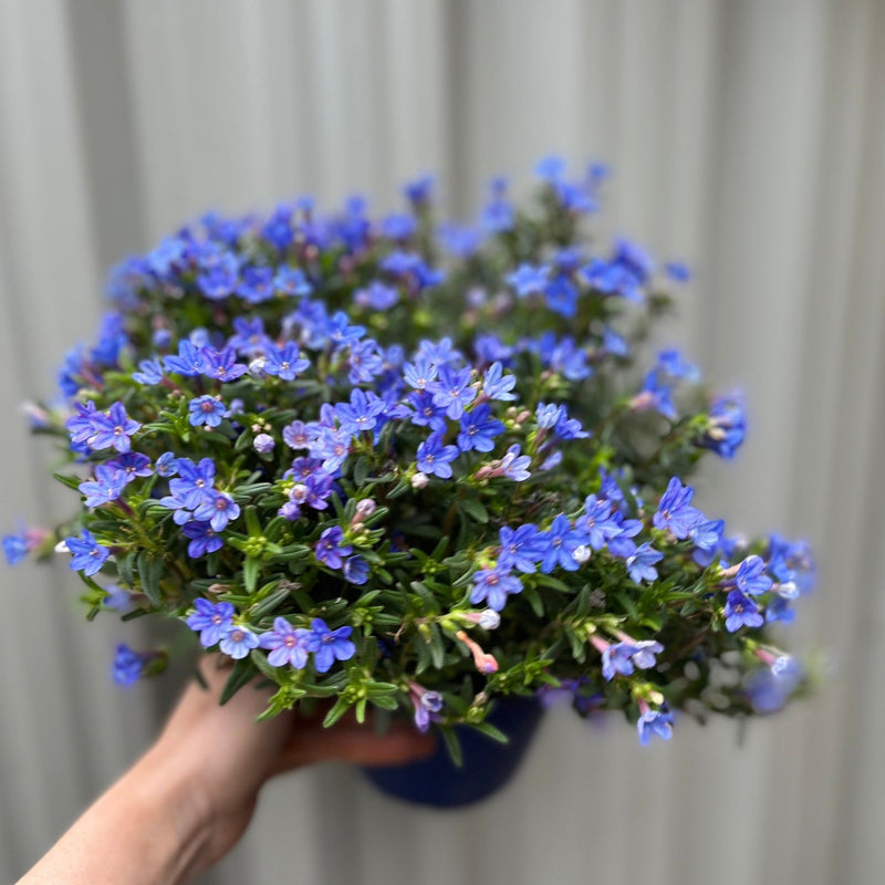 Lithodora 'Heavenly Blue' -