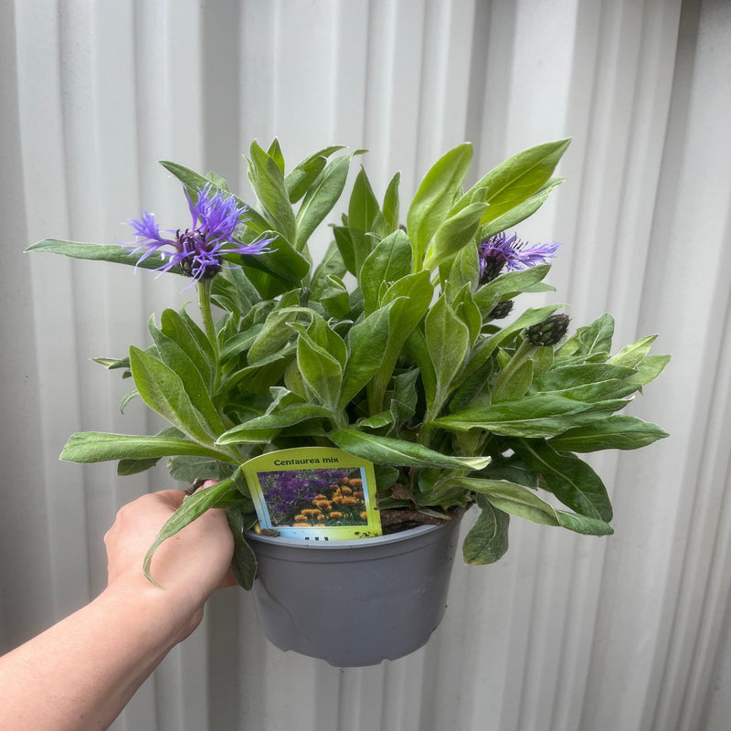 Centaurea montana 9cm/2L -