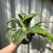 Digitalis 'Pink Panther' Foxglove (Two Sizes Available) -