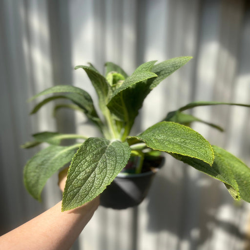 Digitalis 'Pink Panther' Foxglove (Two Sizes Available) -