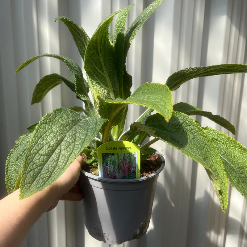 Foxgloves Digitalis purpurea Mixed Coloured 1/2L -