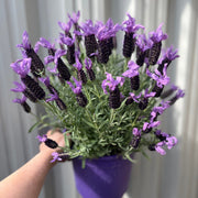 Lavender stoechas 5L (23cm growers pot) -