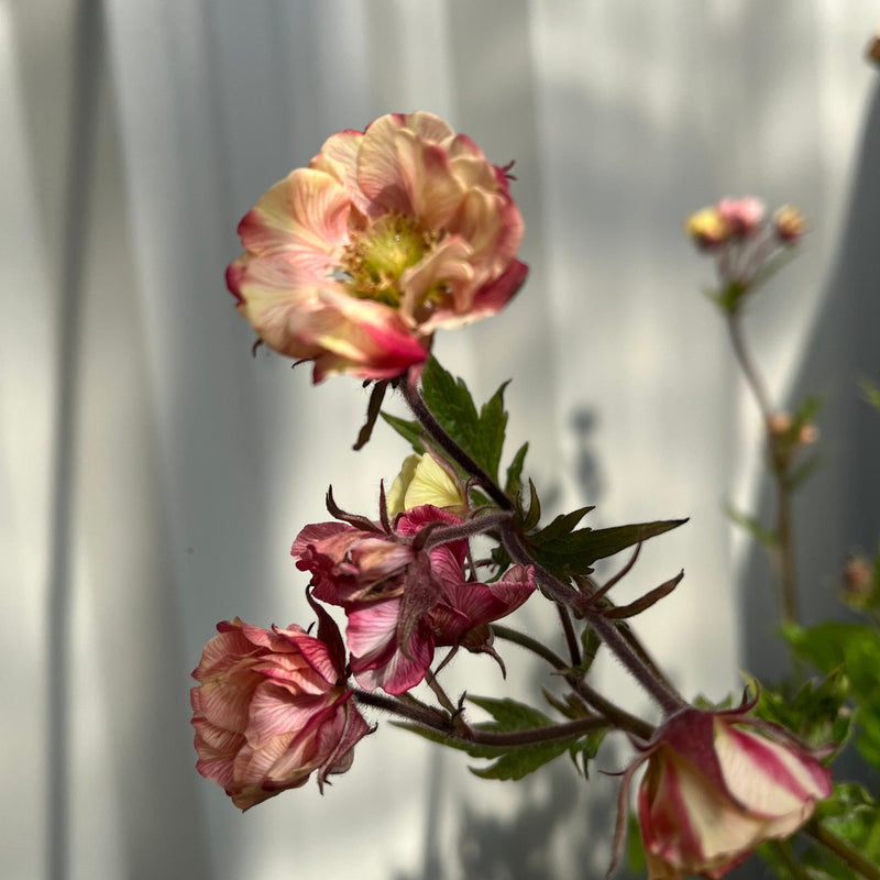 Geum 'Tempo Rose' 2L -