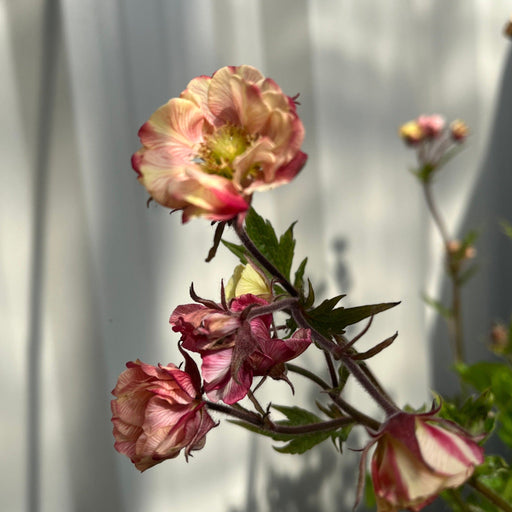 Geum 'Tempo Rose' 2L -