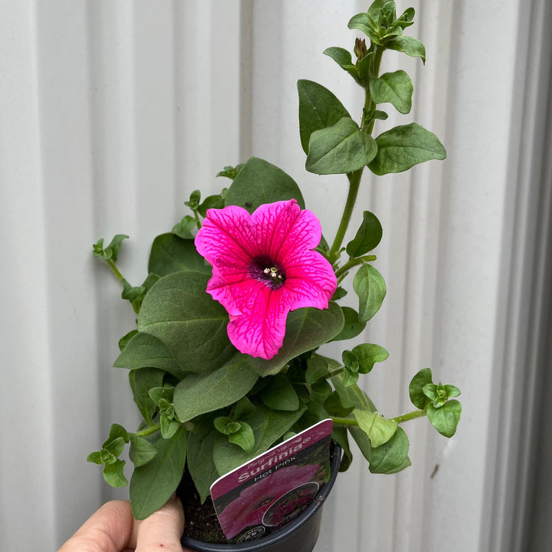 3 x Trailing Petunias (3 x 9cm Pots) -
