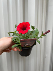 Petunia 'Trailing Surfinia Red' 9cm -