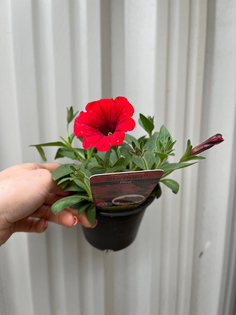 Petunia 'Trailing Surfinia Red' 9cm -