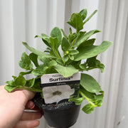 Petunia 'Trailing Surfinia White' 9cm -