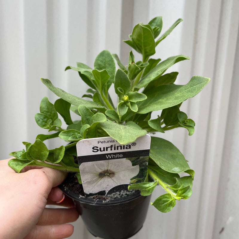 Petunia 'Trailing Surfinia White' 9cm -