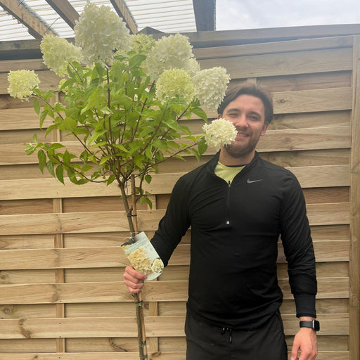 Hydrangea paniculata 'LimeLight’ Tree -