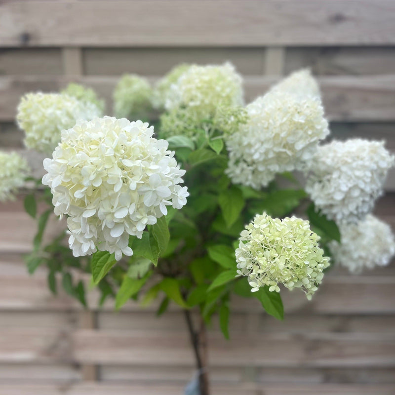 Hydrangea paniculata 'LimeLight’ Tree -