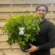 Azalea japonica Palestrina 5L -