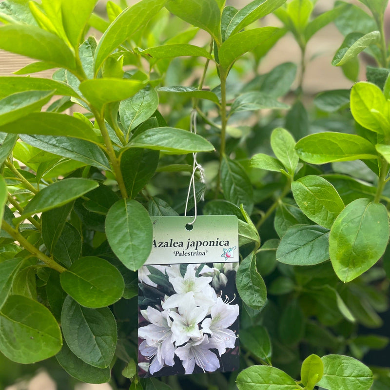 Azalea japonica Palestrina 5L -