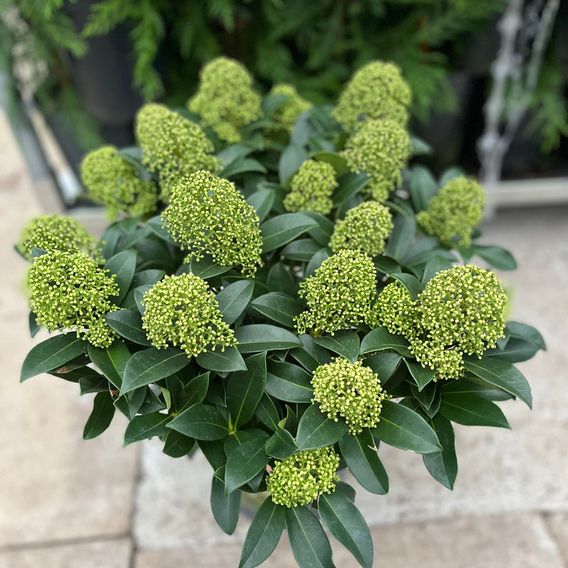 Skimmia japonica 'Finchy' 10.5cm / 2L / 5L -