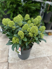 Skimmia japonica 'Finchy' 10.5cm / 2L / 5L -
