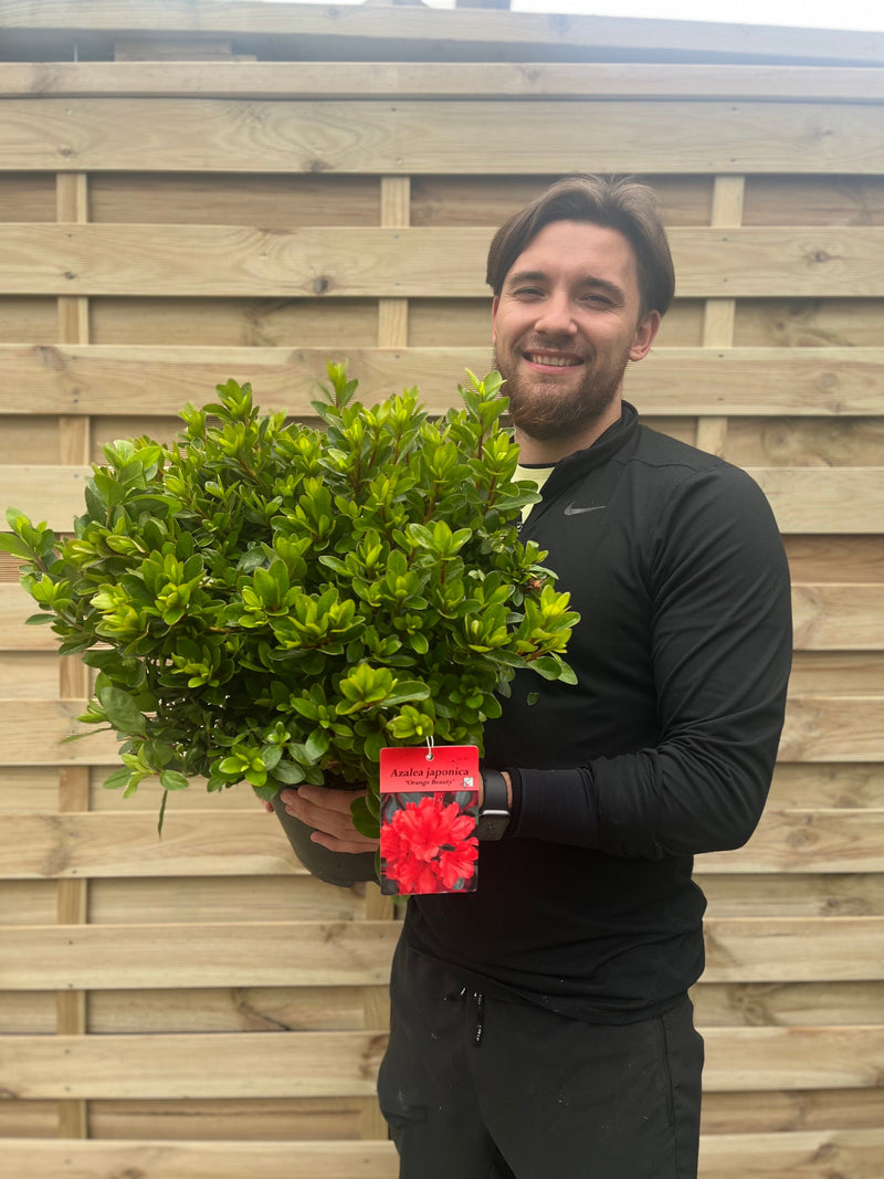 Azalea Japonica 'Orange Beauty' 9cm/2L/5L -