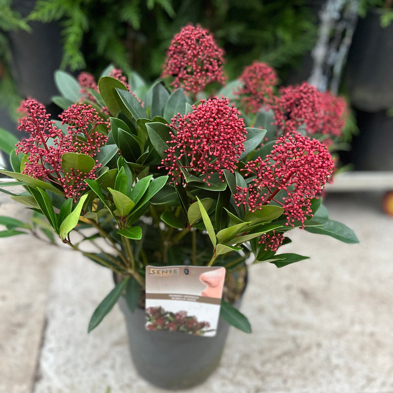 Skimmia japonica Rubella 9cm-10L -