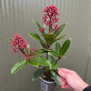 Skimmia japonica Rubella 9cm-10L -