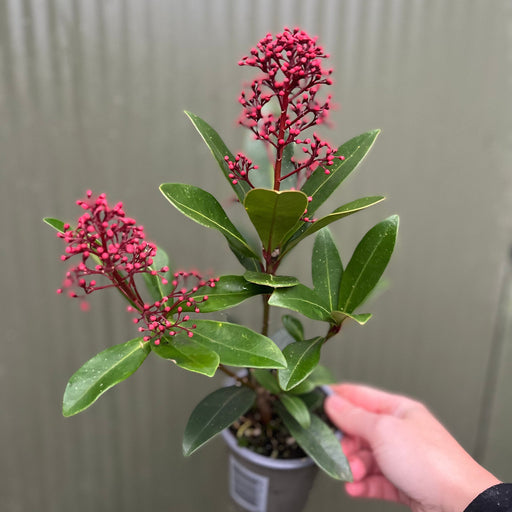 Skimmia japonica Rubella 9cm-10L -