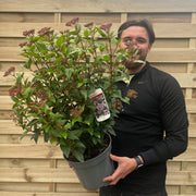 Viburnum tinus 'Spirit' 2L / 5L / 10L -