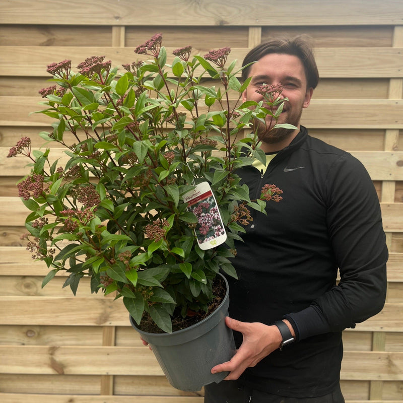 Viburnum tinus 'Spirit' 2L / 5L / 10L -