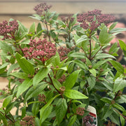 Viburnum tinus 'Spirit' 2L / 5L / 10L -
