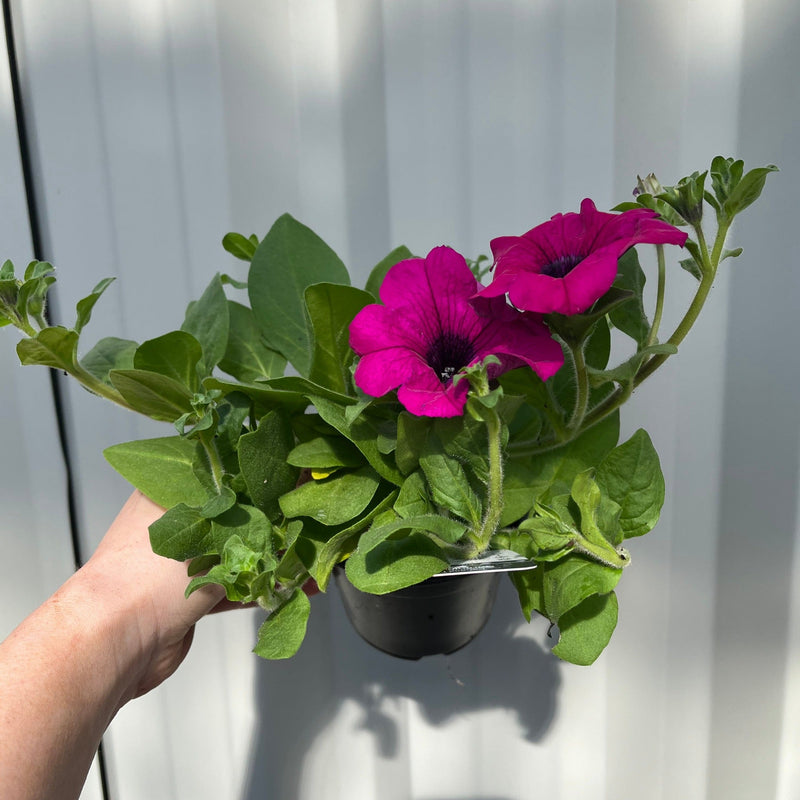 Petunia 'Trailing Surfinia Purple' -