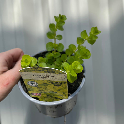 Lysimachia 'Goldilocks' (9cm Pot) -