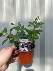 3 x Trailing Fuchsias (3 x 9cm Pots) -