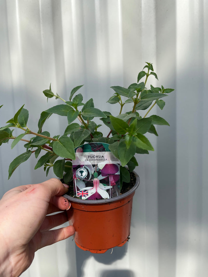 3 x Trailing Fuchsias (3 x 9cm Pots) -