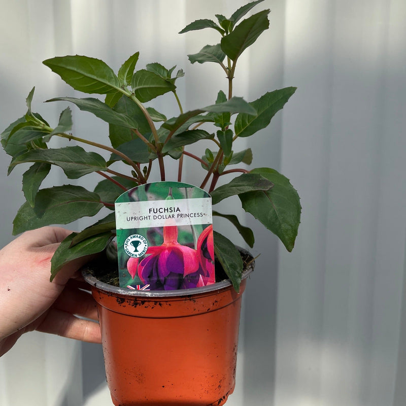 Fuchsia Dollar Princess - Upright (9cm Pot) -