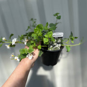 Bacopa White (9cm Growers Pot) -