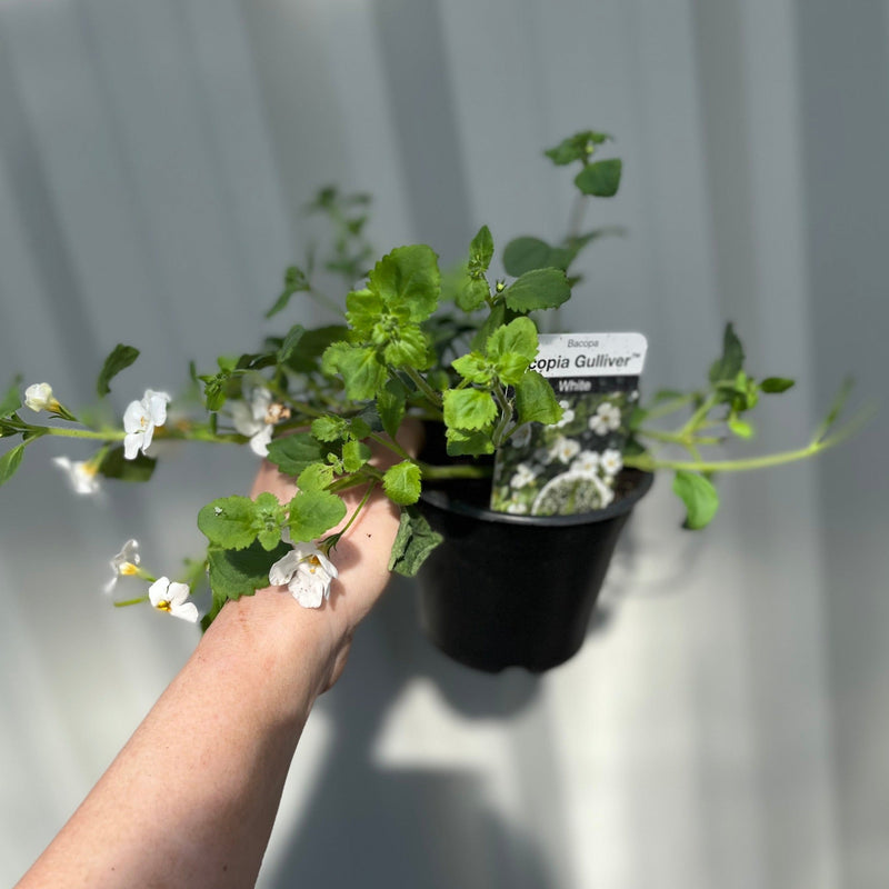 Bacopa White (9cm Growers Pot) -