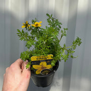 Bidens ferulifolia 'solaire' (9cm) -