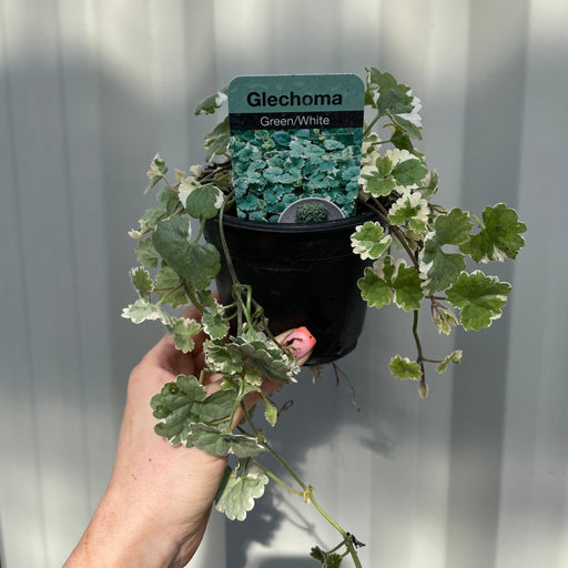 Glechoma (Nepeta) 9cm Growers Pot -