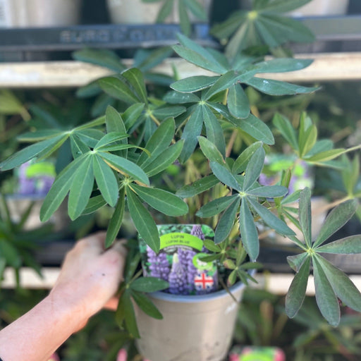 Lupin 'Gallery Blue' (Two Sizes Available) -