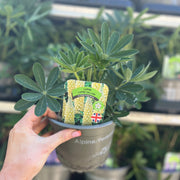 Lupin 'Gallery Yellow' 9cm / 1.5L / 3L -