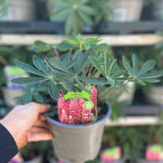 Lupinus polyphyllus 'Legendary Red' (3 Sizes available) -