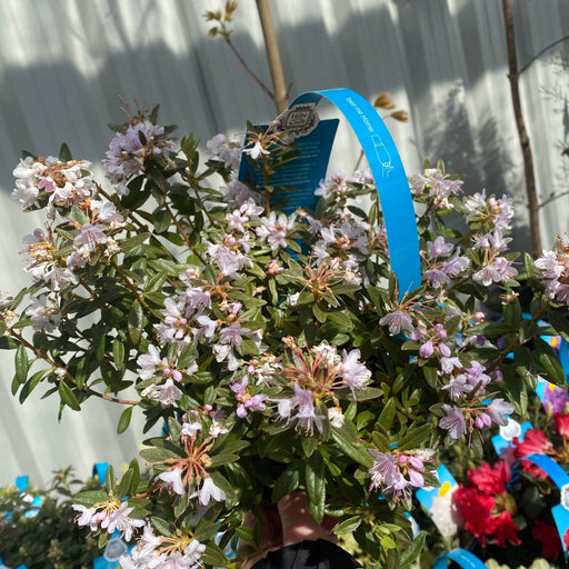 Rhododendron Dwarf White ‘Dora Amateis’ 2L -