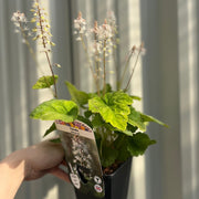 Tiarella wherryi 9cm -